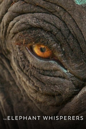 The Elephant Whisperers 2022 Hindi Dual Audio HDRip 720p – 480p The Elephant Whisperers 2022 Hindi Dual Audio HDRip 720p – 480p